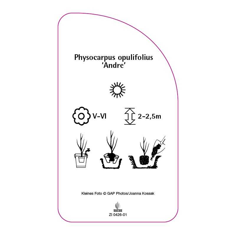 physocarpus-opulifolius-andre-0