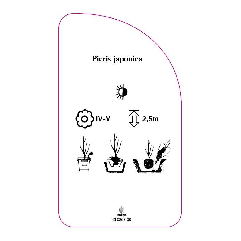 pieris-japonica0