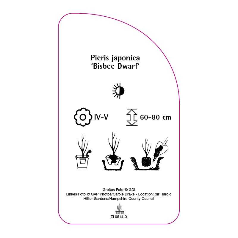 pieris-japonica-bisbee-dwarf-0