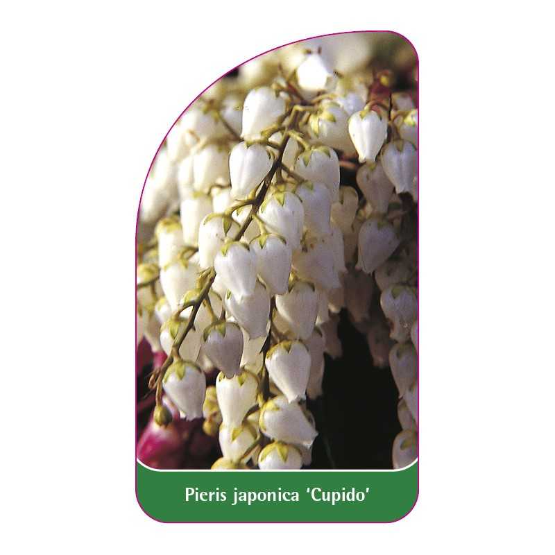 pieris-japonica-cupido-a1