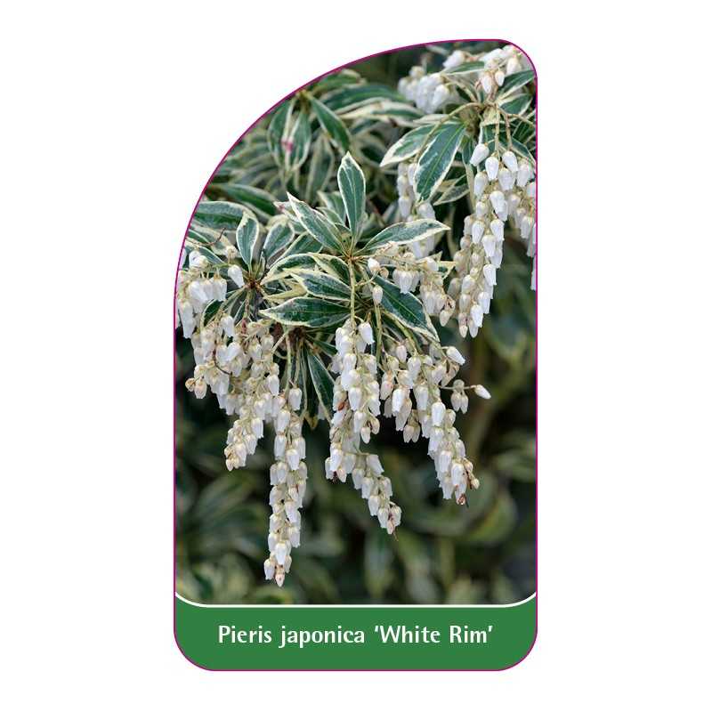 pieris-japonica-white-rim-1