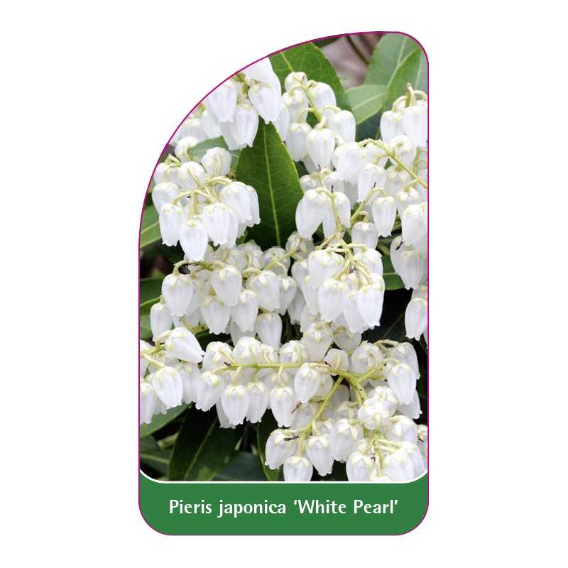 pieris-japonica-white-pearl-1