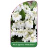 pieris-japonica-white-pearl-1