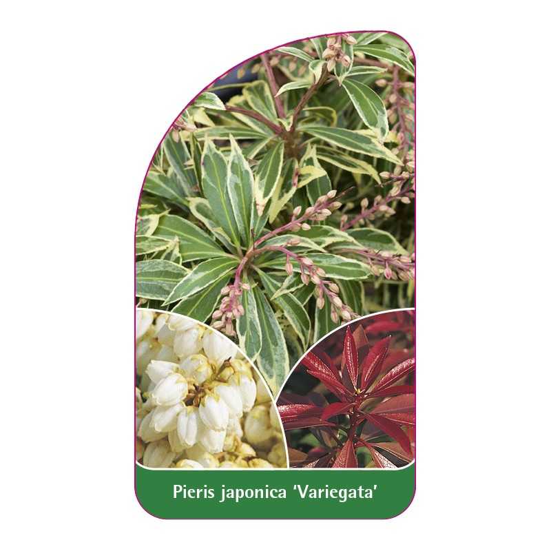 pieris-japonica-variegata-1