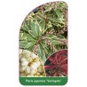 pieris-japonica-variegata-1