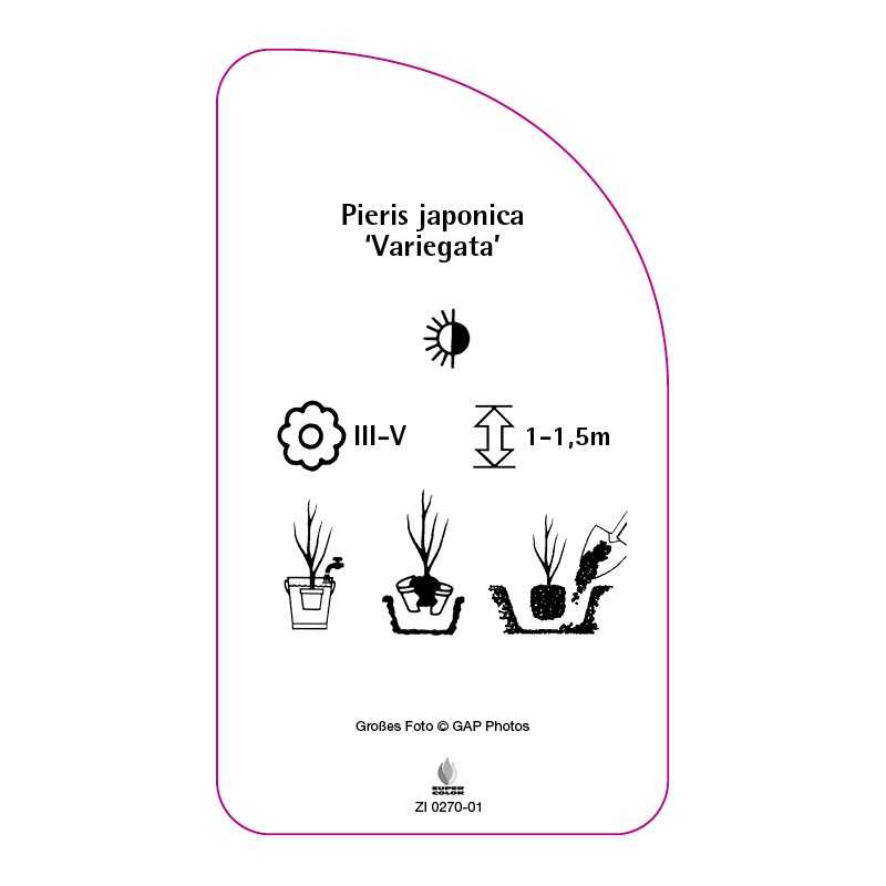pieris-japonica-variegata-0