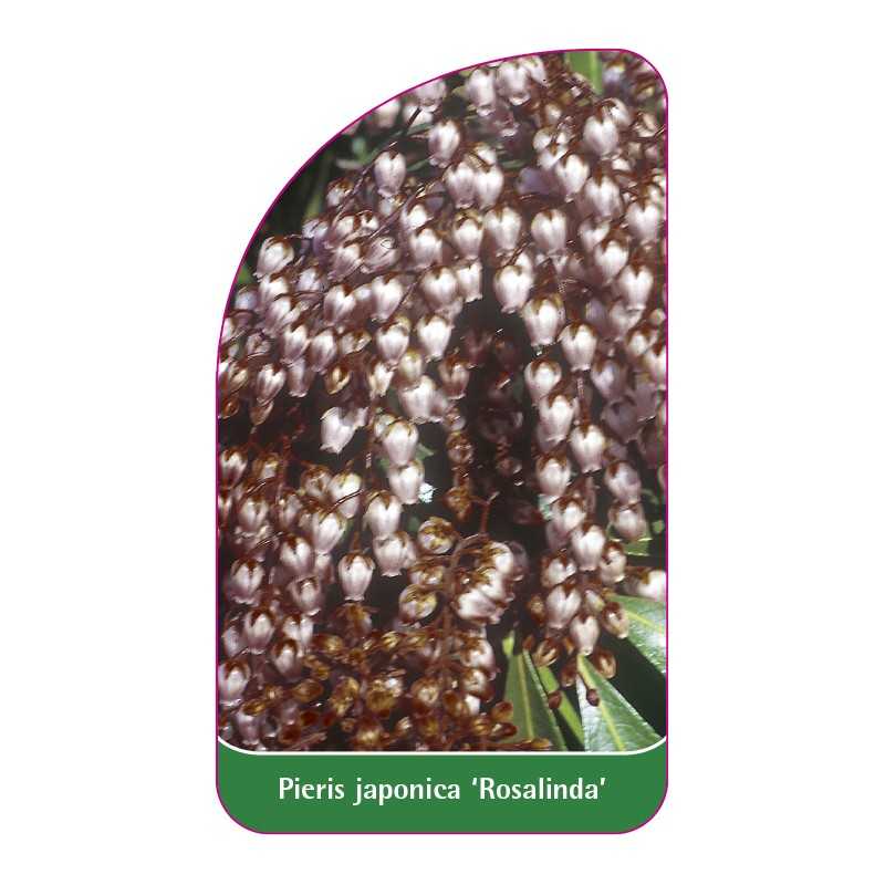 pieris-japonica-rosalinda-1