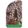 pieris-japonica-rosalinda-1