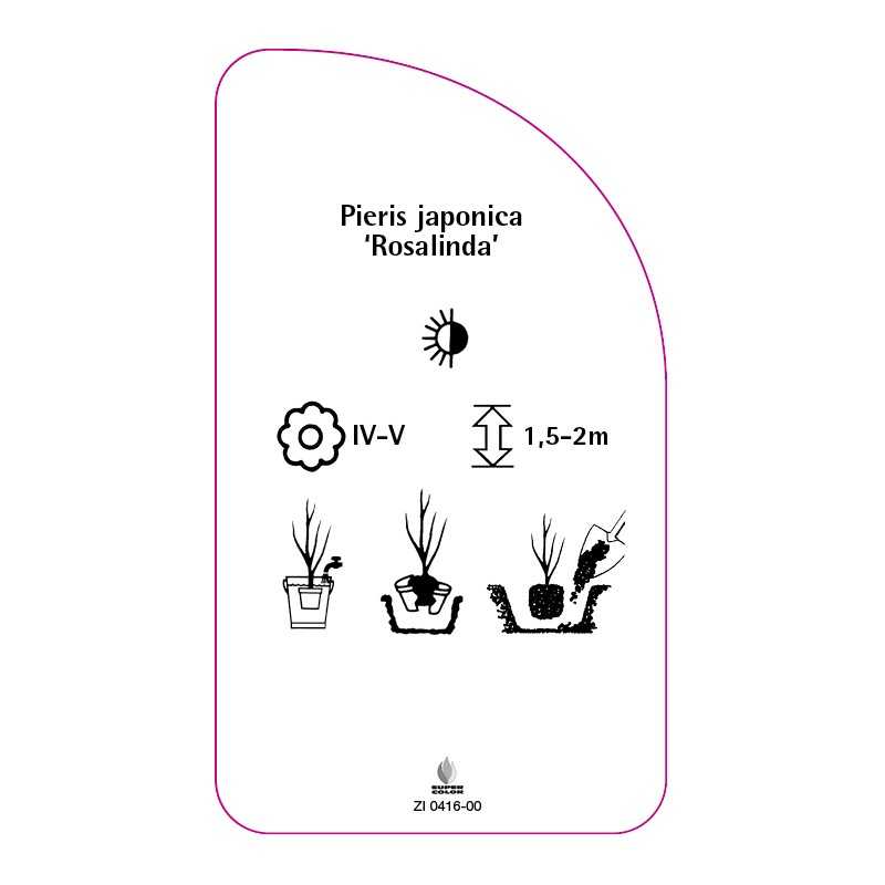 pieris-japonica-rosalinda-0
