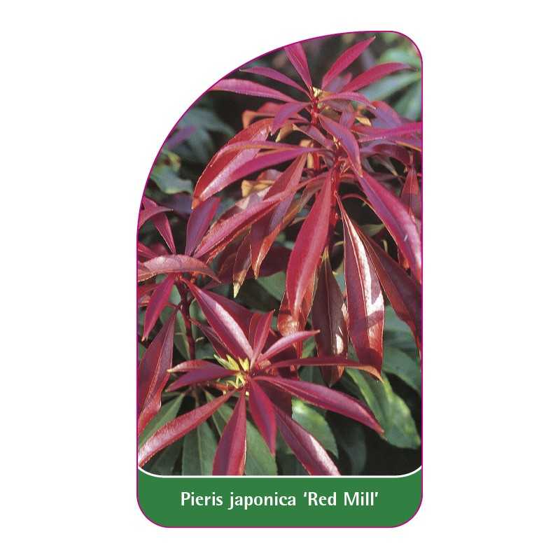 pieris-japonica-red-mill-1