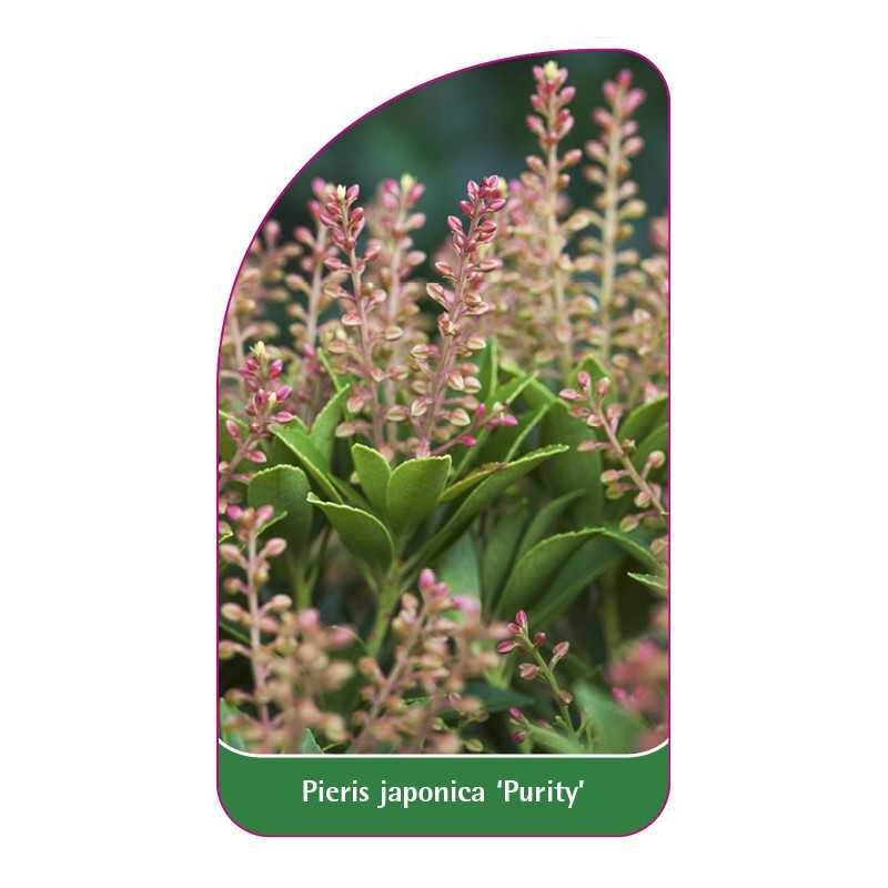 pieris-japonica-purity-1