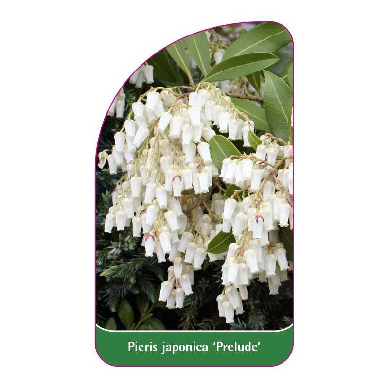 pieris-japonica-prelude-b1