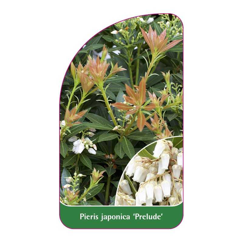 pieris-japonica-prelude-a1