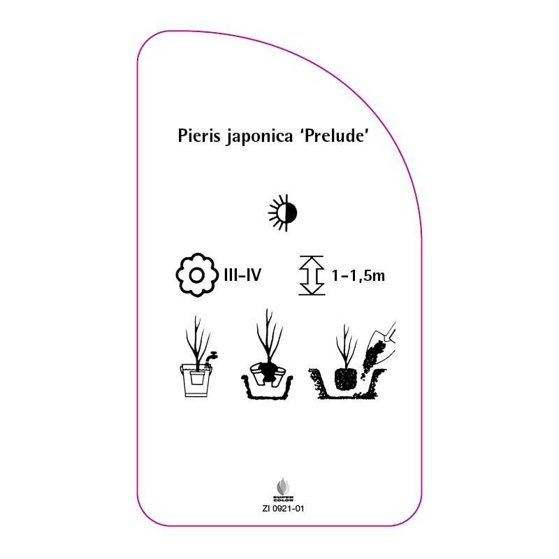 pieris-japonica-prelude-a0