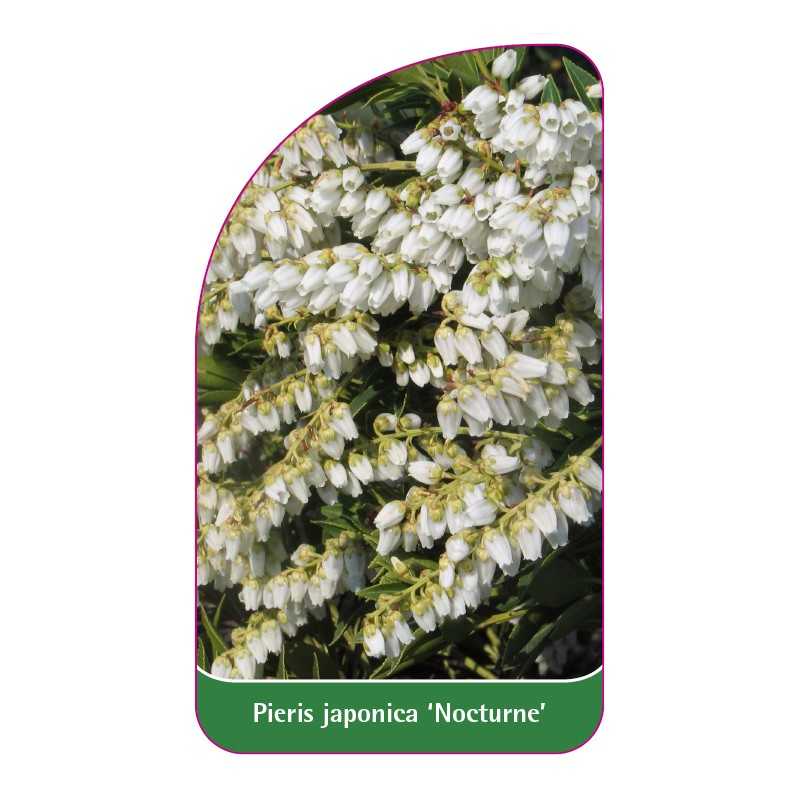 pieris-japonica-nocturne-1