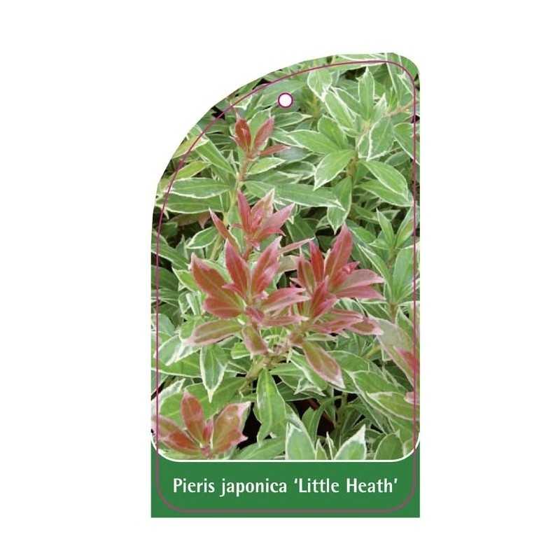 pieris-japonica-little-heath-1