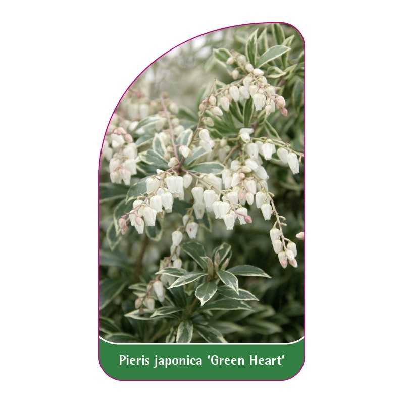pieris-japonica-green-heart-1
