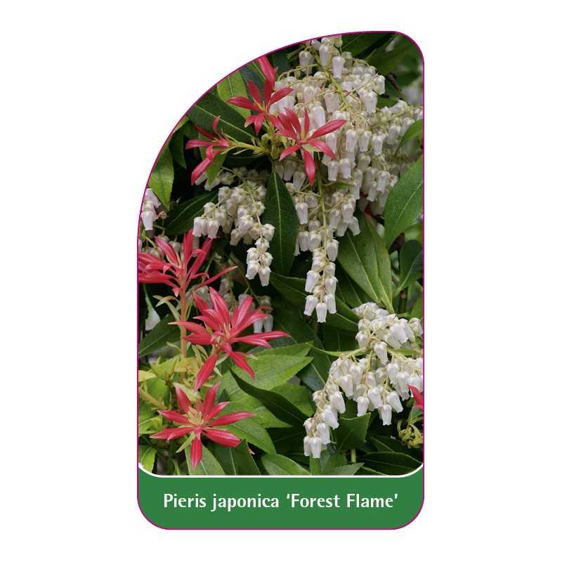 pieris-japonica-forest-flame-c1