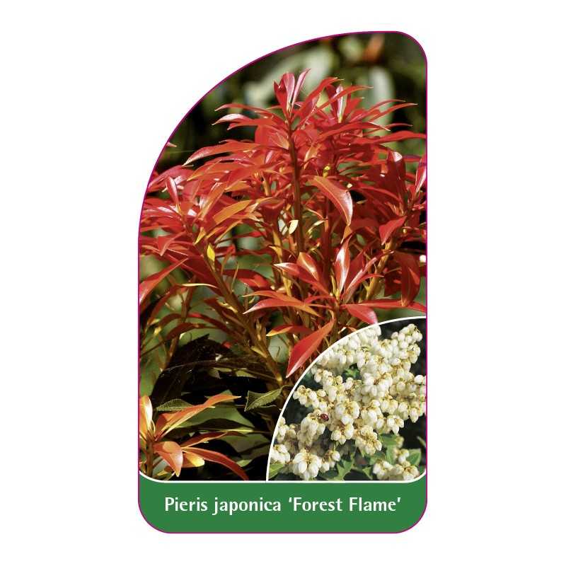 pieris-japonica-forest-flame-b1