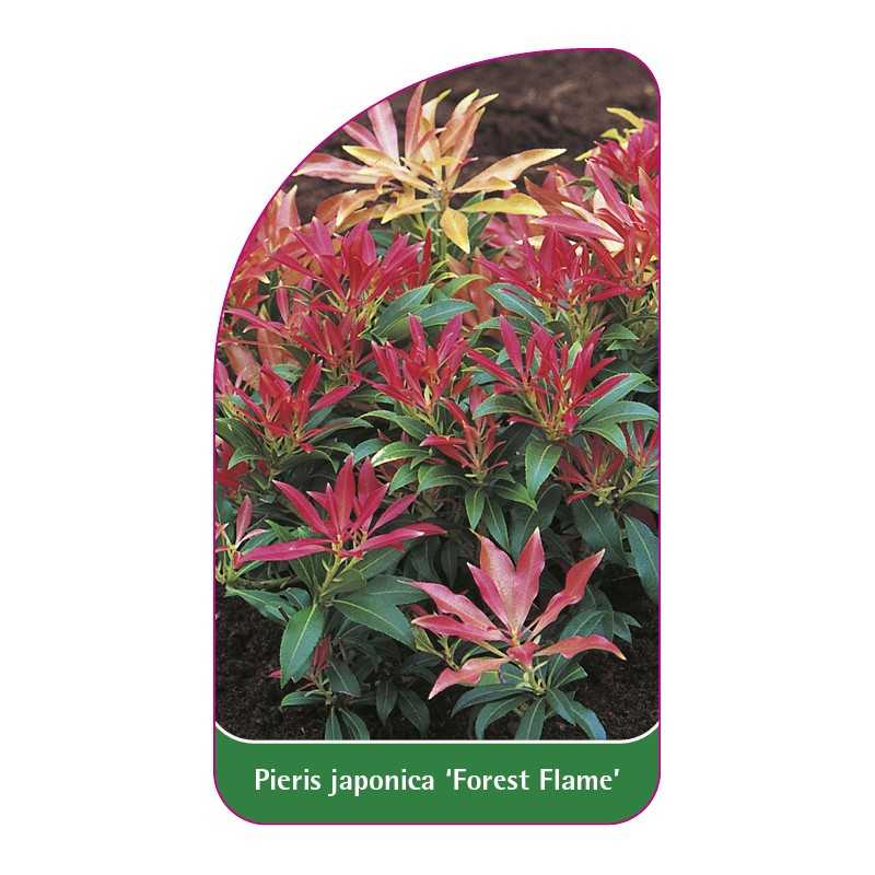 pieris-japonica-forest-flame-a1