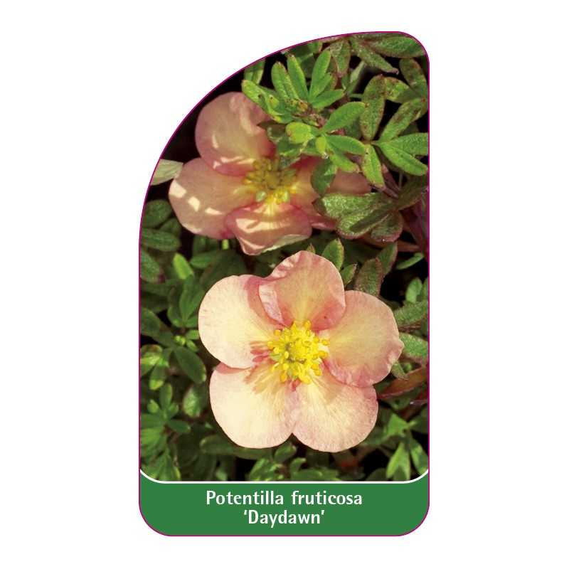 potentilla-fruticosa-daydawn-1