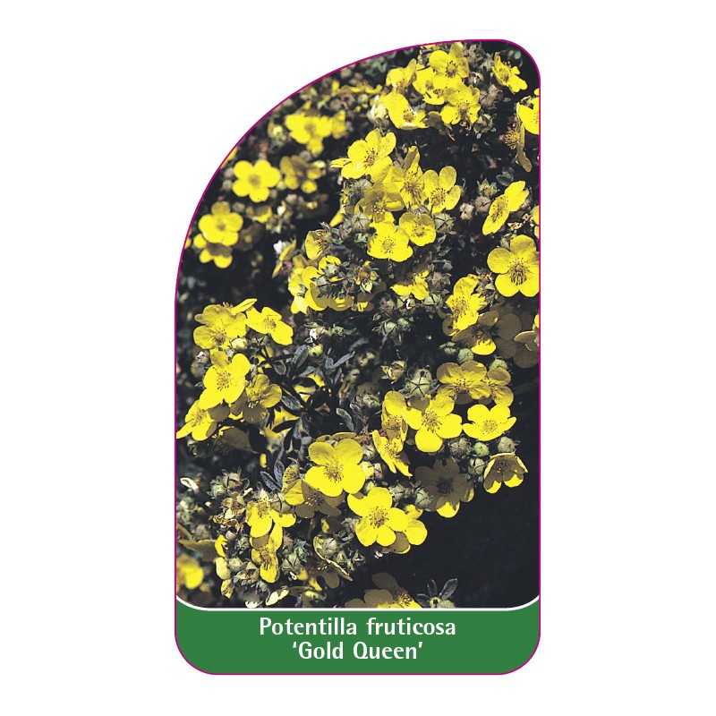 potentilla-fruticosa-gold-queen-1