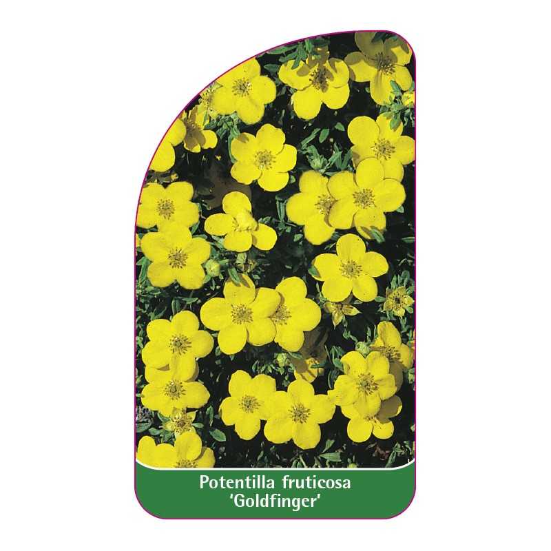 potentilla-fruticosa-goldfinger-a1
