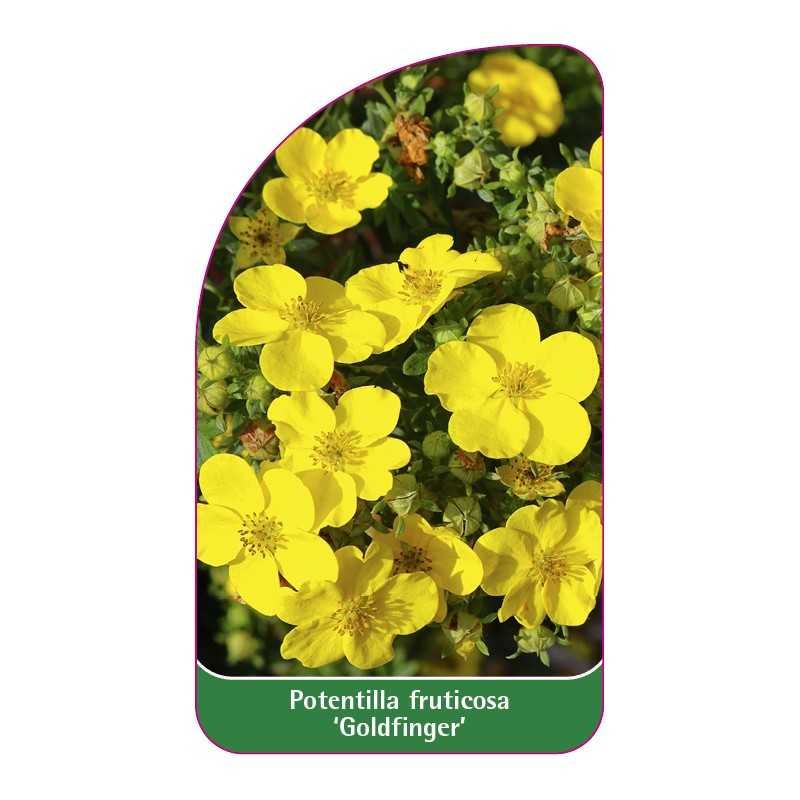 potentilla-fruticosa-goldfinger-b1