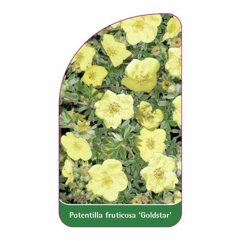 potentilla-fruticosa-goldstar-1