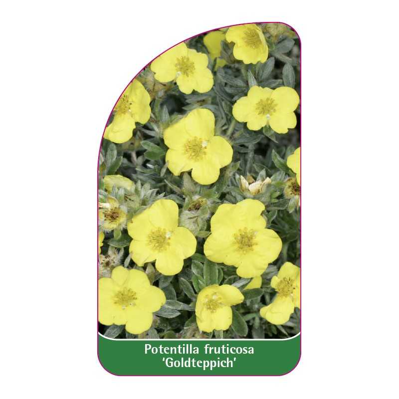 potentilla-fruticosa-goldteppich-1