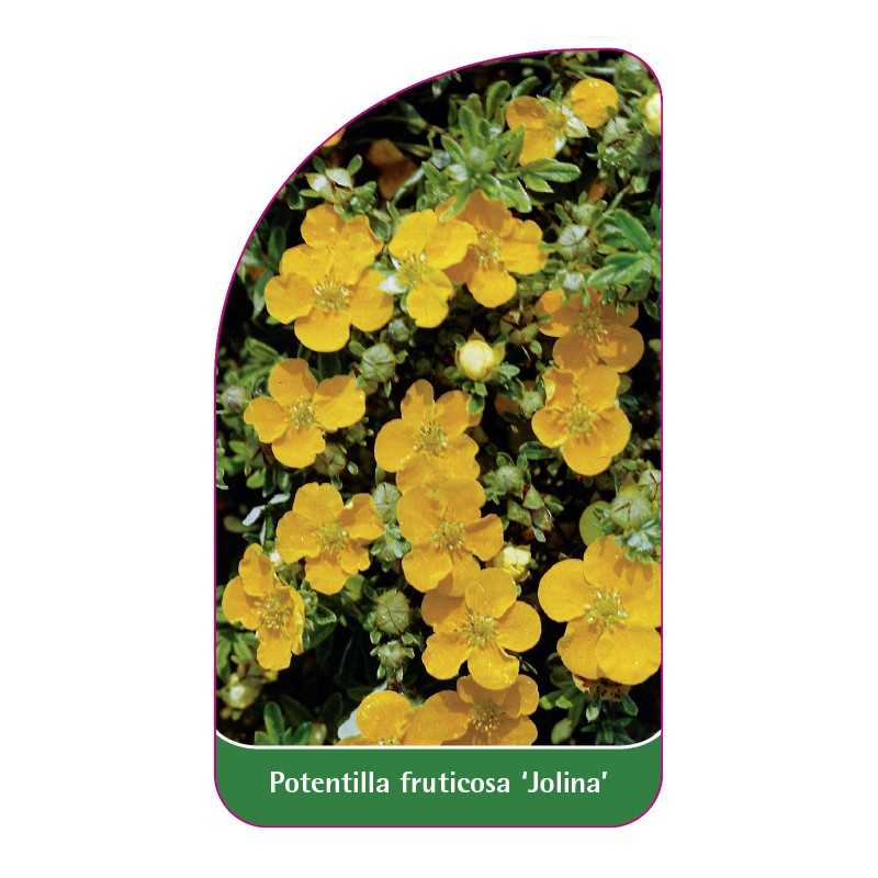 potentilla-fruticosa-jolina-1