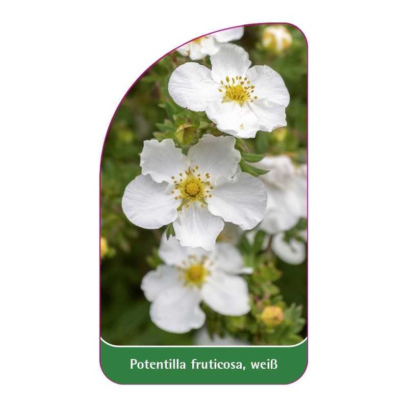 potentilla-fruticosa-weiss1