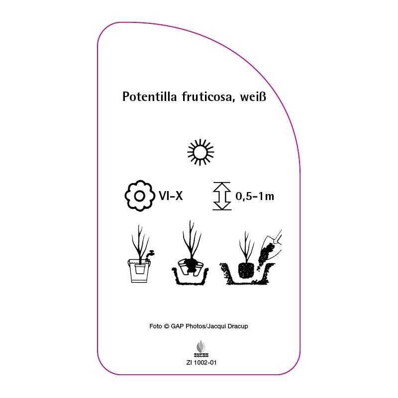 potentilla-fruticosa-weiss0