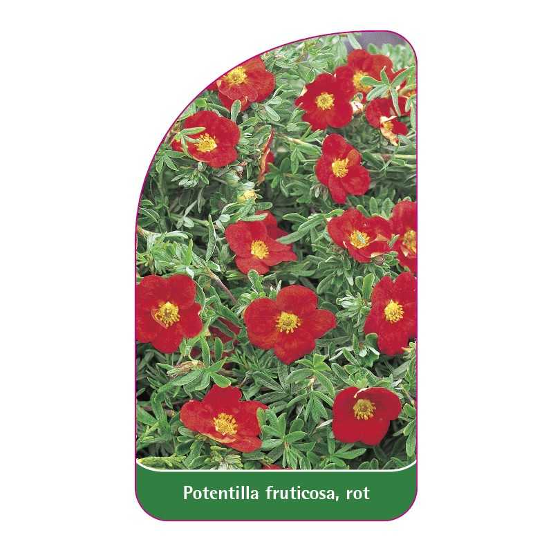 potentilla-fruticosa-rot1