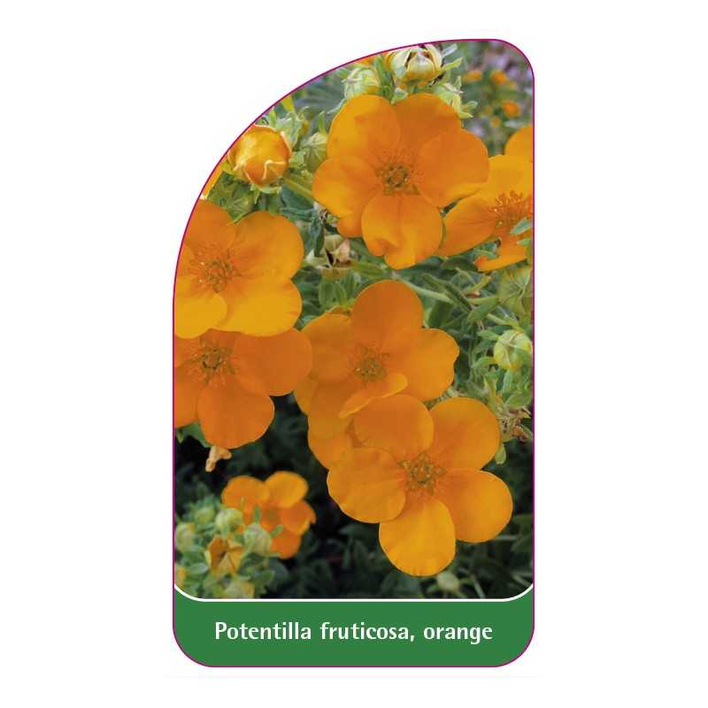 potentilla-fruticosa-orange-b1