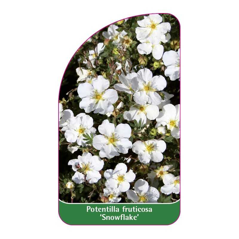 potentilla-fruticosa-snowflake-1