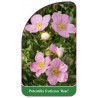 potentilla-fruticosa-rose-b1