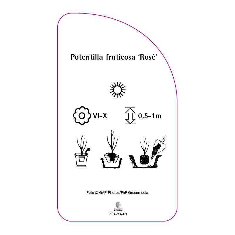 potentilla-fruticosa-rose-b0
