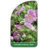 potentilla-fruticosa-rose-a1