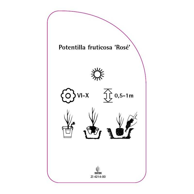 potentilla-fruticosa-rose-a0
