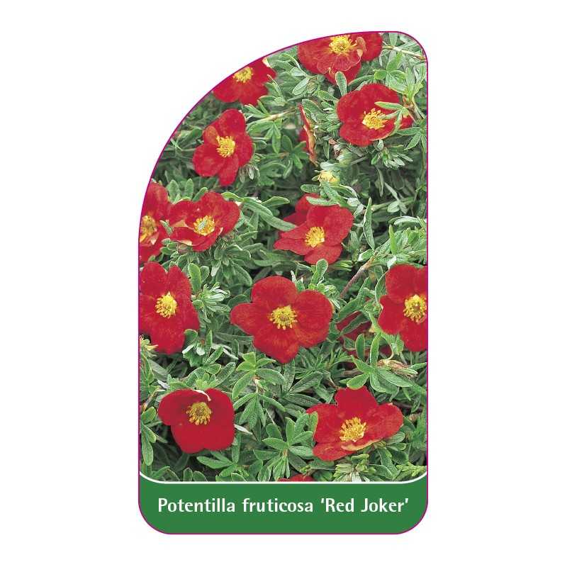 potentilla-fruticosa-red-joker-1
