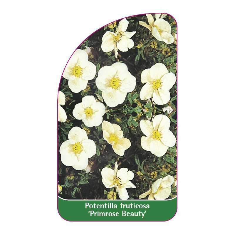potentilla-fruticosa-primrose-beauty-1