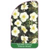 potentilla-fruticosa-primrose-beauty-1