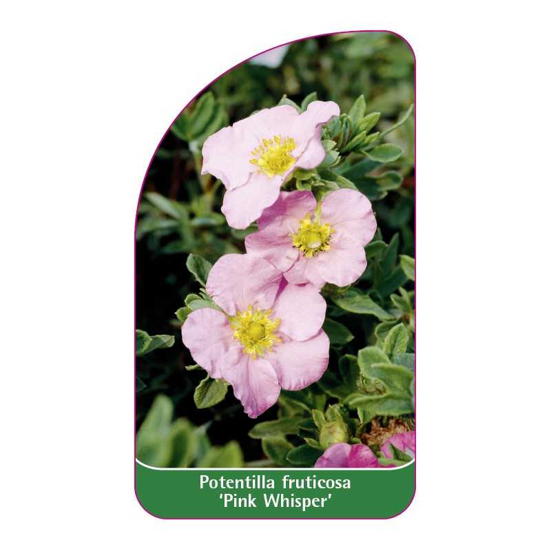 potentilla-fruticosa-pink-whisper-1