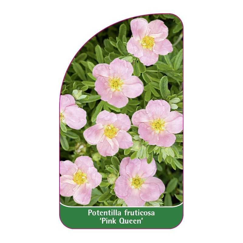 potentilla-fruticosa-pink-queen-b1