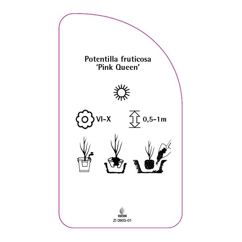 potentilla-fruticosa-pink-queen-b0