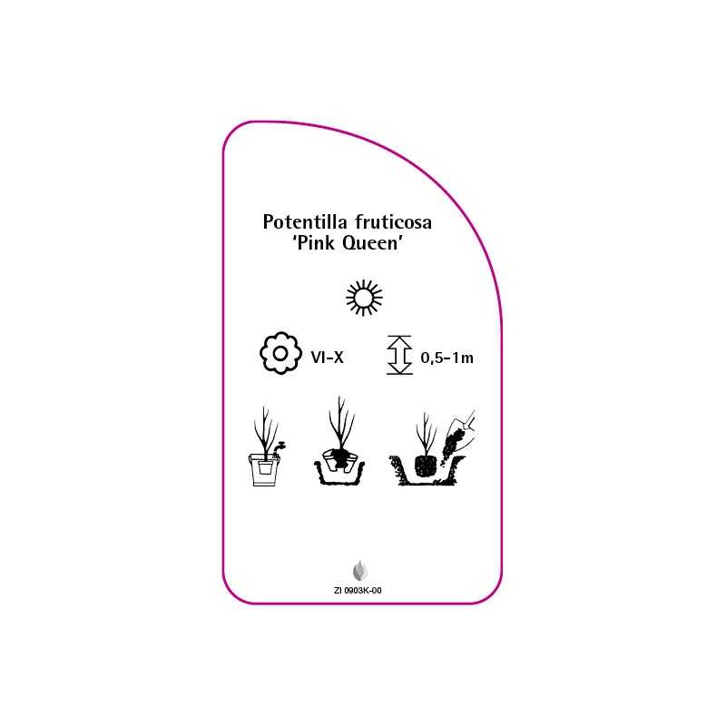 potentilla-fruticosa-pink-queen-a0