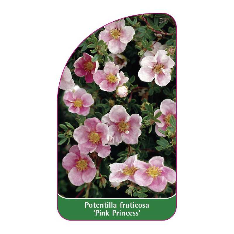 potentilla-fruticosa-pink-princess-1
