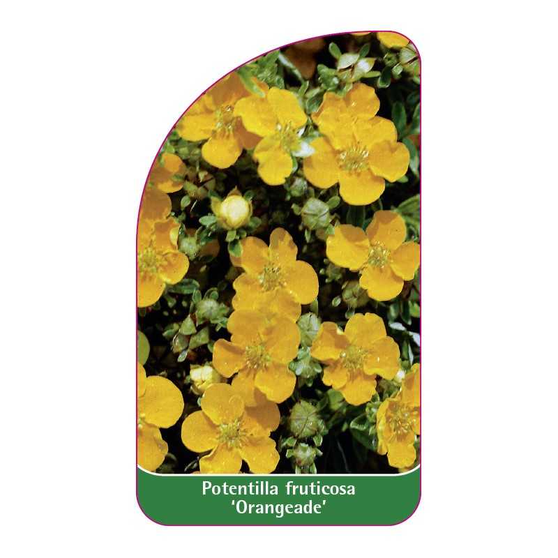 potentilla-fruticosa-orangeade-1