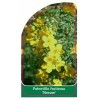 potentilla-fruticosa-novum-1